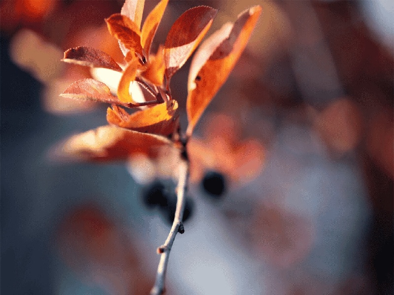 不同代的试管婴儿费用（试管孕妇吃什么野菜）
