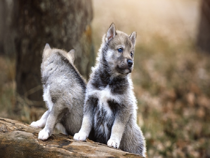 拿试管图片动画（泰国医院生孩子费用）